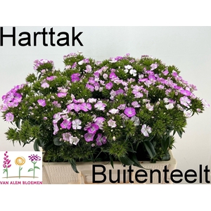Dianthus barb Amazon Rose Magic