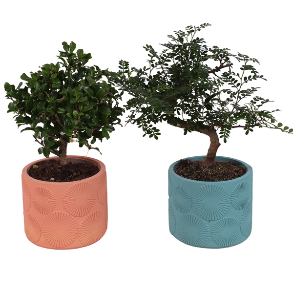 <h4>Bonsai Indoor Mix Ø12cm Mix B/S Shape in Ø 14cm Ceramic EV464</h4>