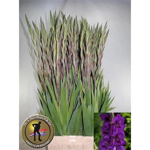 Glad Gr Purple Flora