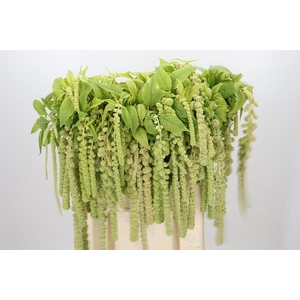 Amaranthus Caudatus Cycloop