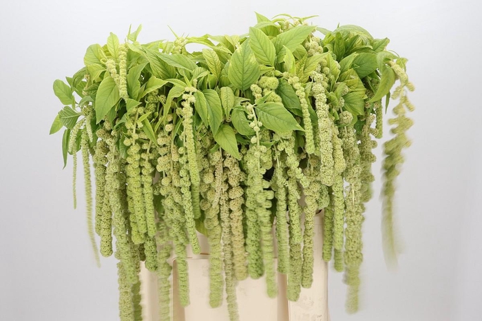 <h4>Amaranthus Caudatus Cycloop</h4>