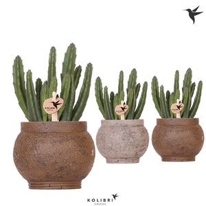 Kolibri Greens Stapelia Leendertziae in Ancient pot brown