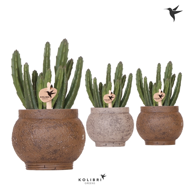 <h4>Kolibri Greens Stapelia Leendertziae in Ancient pot brown</h4>