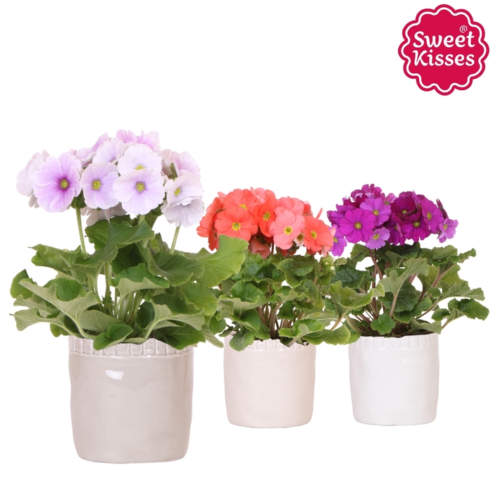 <h4>Primula Obconica Sweet Kisses mix in Stones pot mix</h4>