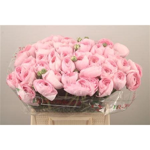 Ran.. Su Lady Hanoi Extra X50