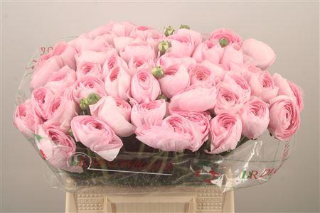 Ran.. Su Lady Hanoi Extra X50