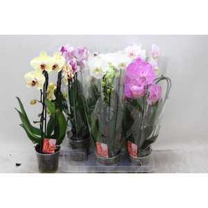 PHAL EL CASCADE