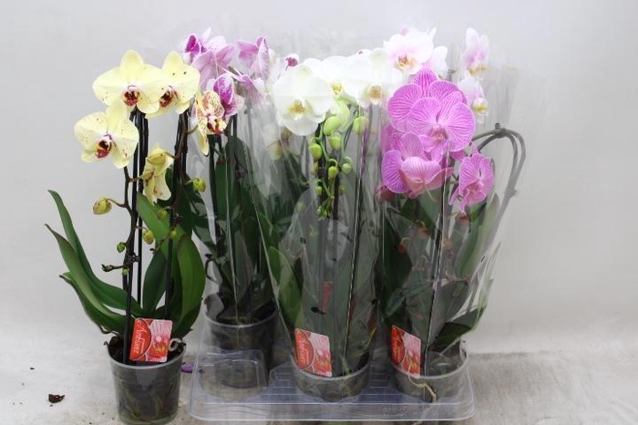 <h4>PHAL EL CASCADE</h4>