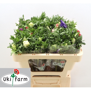 ANEM CO GALIL PASTEL