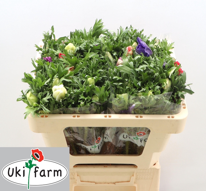 <h4>Anem Co Galil Pastel</h4>