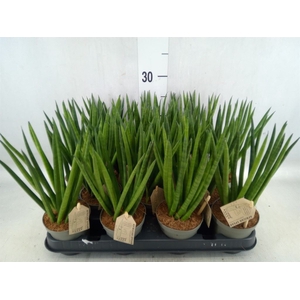 Sansevieria cyl.  ...