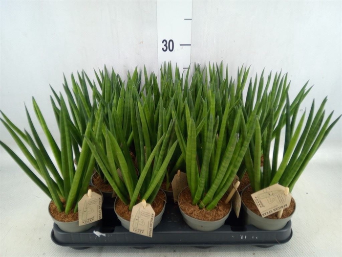 <h4>Sansevieria cyl.  ...</h4>