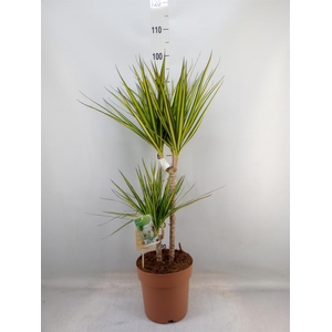 Dracaena marg. 'Sunray'