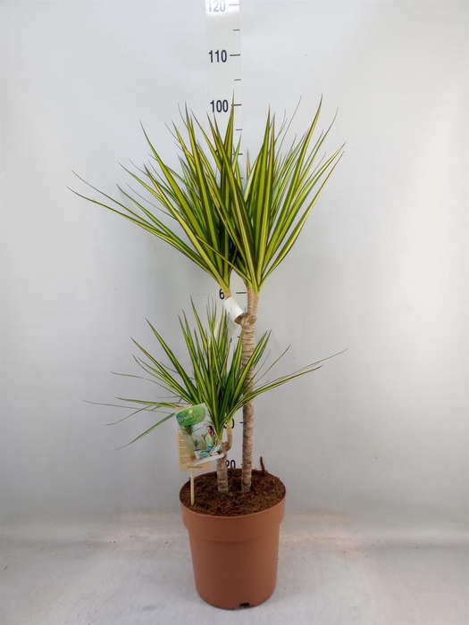 <h4>Dracaena marg. 'Sunray'</h4>