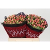 Hypericum Sweet Romance