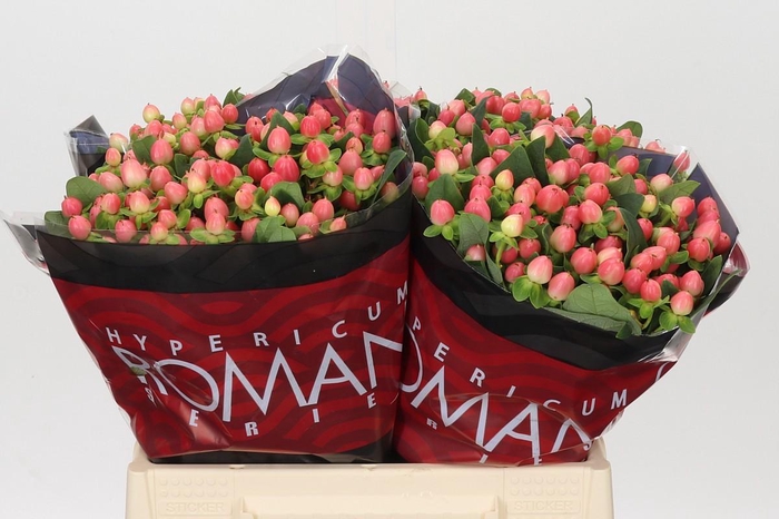 <h4>Hypericum Sweet Romance</h4>