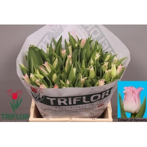 TU CO CROWN  DYNASTY