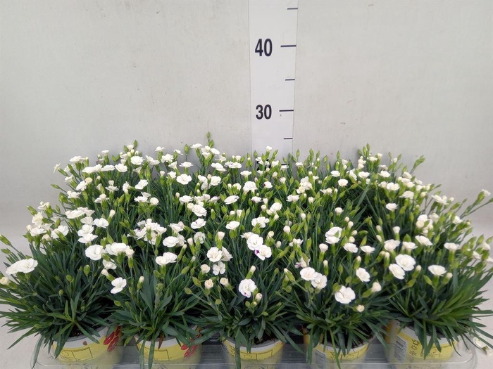 <h4>Dianthus allw. 'Lucky Lips Lisa'</h4>