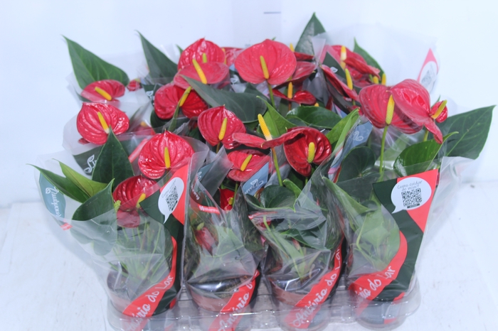 <h4>ANTHURIUM RED SUCCESS P09</h4>