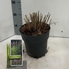 Miscanthus sinensis Ferner Osten