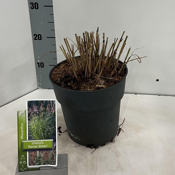 Miscanthus sinensis Ferner Osten