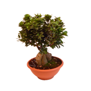 Ficus microcarpa Ginseng