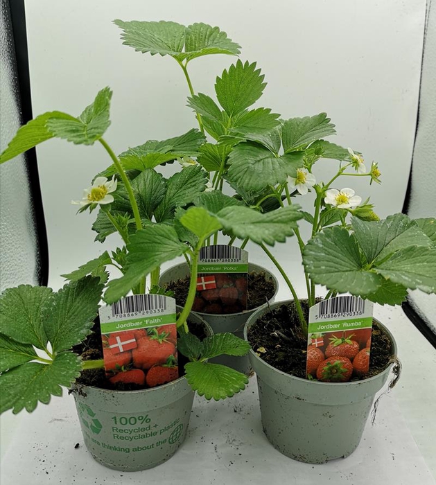 <h4>FRAGARIA ANANASSA p11</h4>