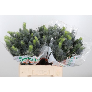 Eryn Pacifi Blue Sky