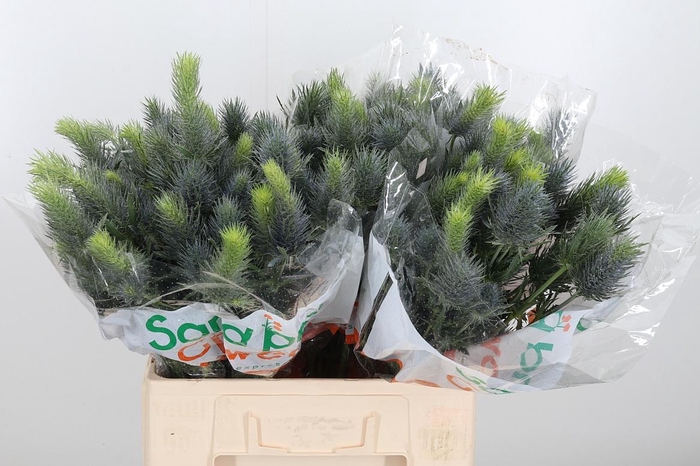 <h4>Eryn Pacifi Blue Sky</h4>