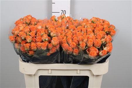 <h4>R Tr Picanto</h4>