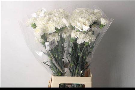 <h4>Di St Moonlight</h4>