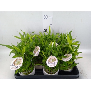 Dracaena sand. 'Lucky Bamboo' ..pyr