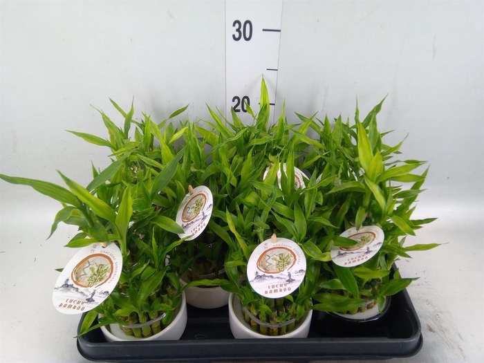 <h4>Dracaena sand. 'Lucky Bamboo' ..pyr</h4>