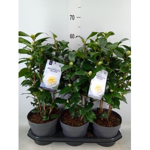 Camellia japonica 'Brushfield Yell'
