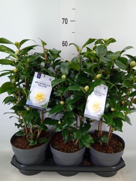 <h4>Camellia japonica 'Brushfield Yell'</h4>