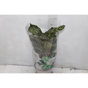 CALATHEA MAKOYAMA P17