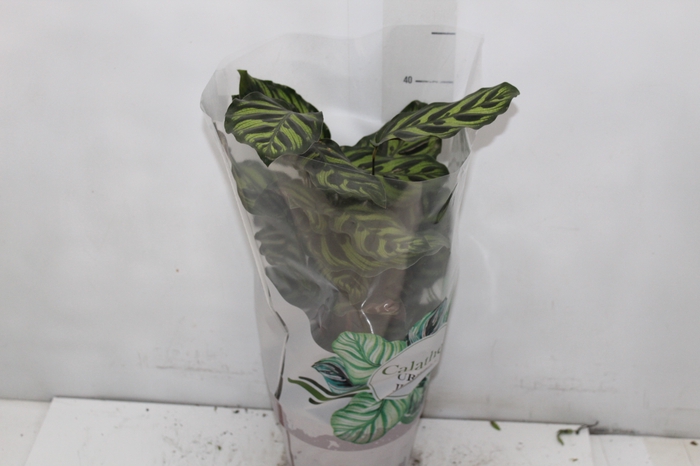 <h4>CALATHEA MAKOYAMA P17</h4>