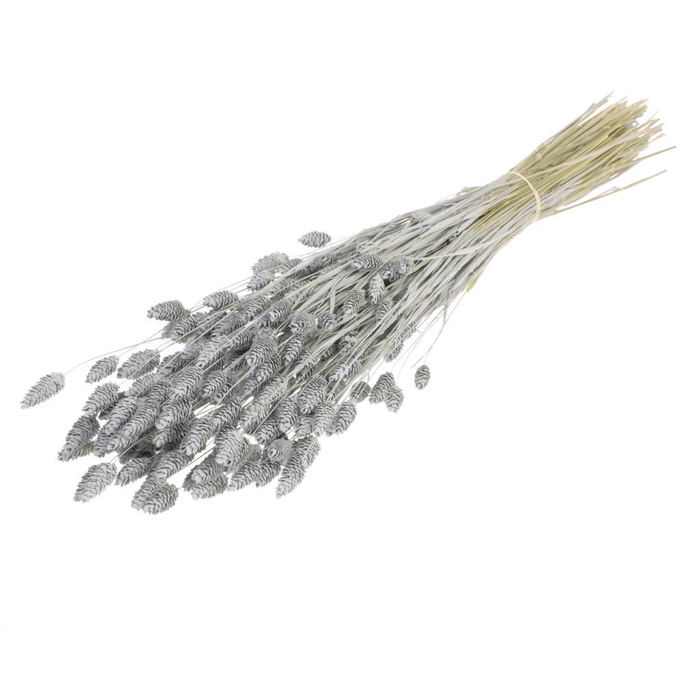 <h4>Phalaris Grey Misty</h4>