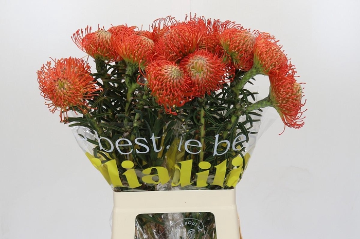 <h4>Nutans Succession</h4>