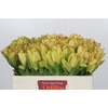 Leucadendron Goldstrike