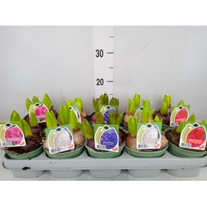 Hyacinthus orie.   ...mix 4