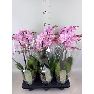 Phalaenopsis multi. 'Beaution'