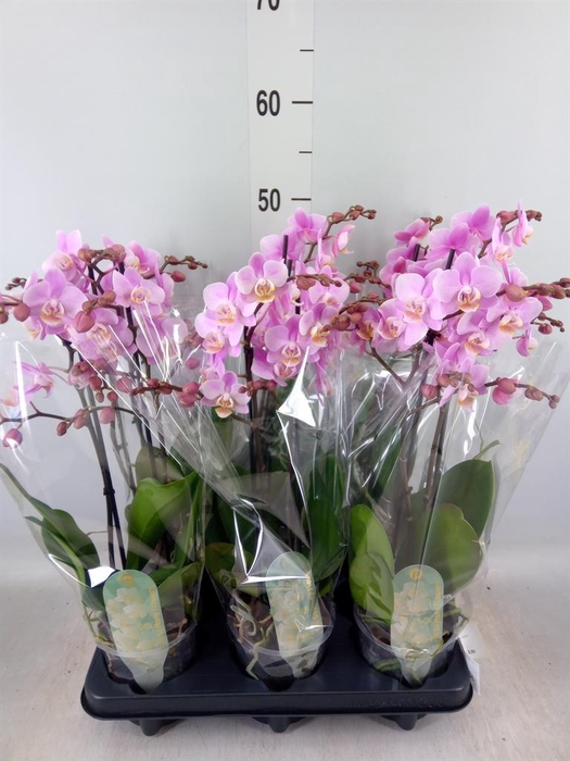 <h4>Phalaenopsis multi. 'Beaution'</h4>