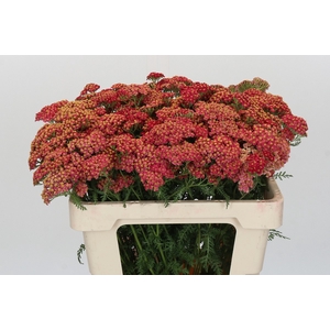 Achillea Millefolium Paprika