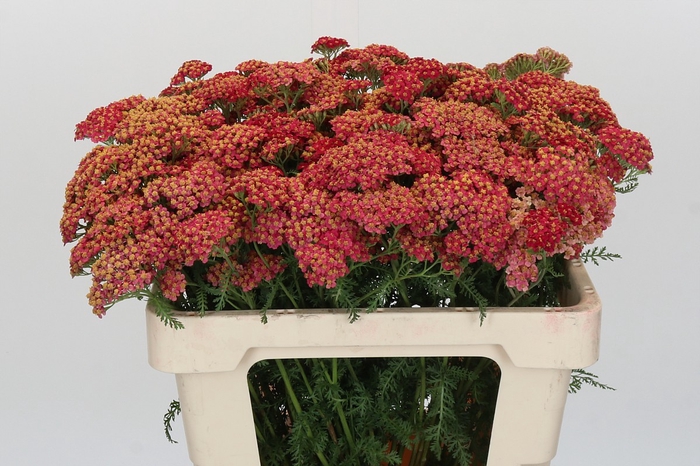 <h4>Achillea Millefolium Paprika</h4>