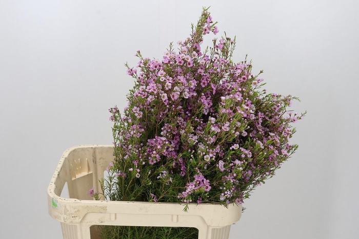 <h4>Chamelaucium Kerryn</h4>