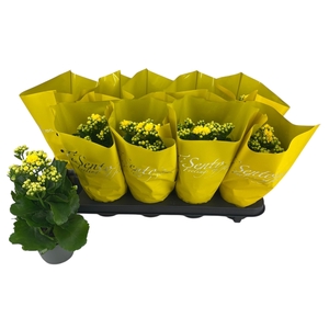 KAL GE PERFECTA YELL