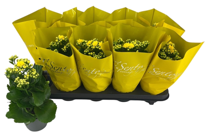 <h4>KAL GE PERFECTA YELL</h4>