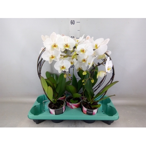 Phalaenopsis   ...