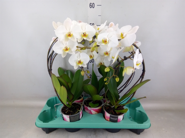 <h4>Phalaenopsis   ...</h4>